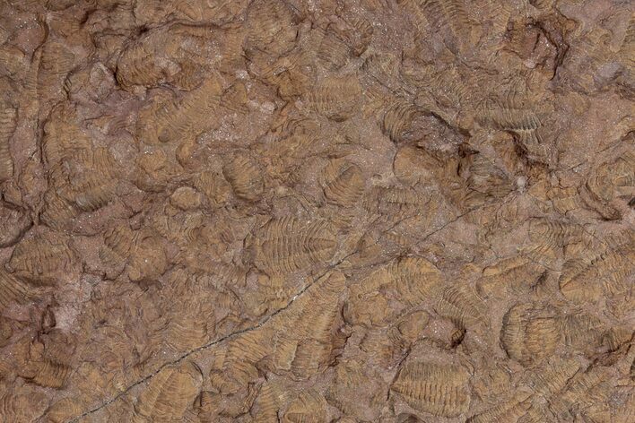 Ordovician Trilobite Mortality Plate - Hundreds Of Trilobites #222124
